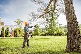 Best Tree and Shrub Care  in USA